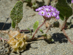 Abronia umbellata