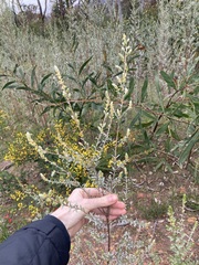 Pimelea argentea