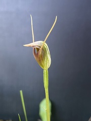 Pterostylis oblonga