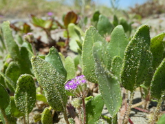 Abronia umbellata