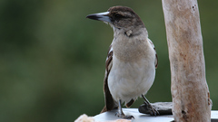Cracticus nigrogularis