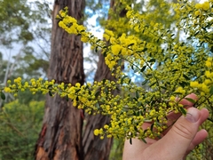 Acacia acinacea