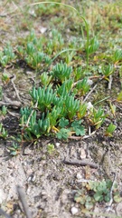 Lampranthus sociorum