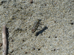 Cicindela oregona