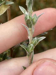 Pimelea argentea