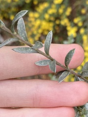 Pimelea argentea