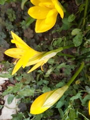 Sternbergia lutea