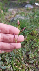 Hesperantha falcata