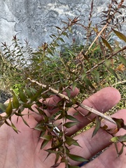 Melaleuca styphelioides