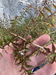 Melaleuca styphelioides