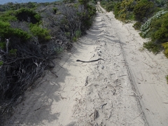 Notechis scutatus occidentalis