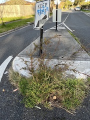 Melaleuca styphelioides