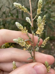 Pimelea argentea