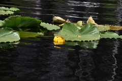 Nuphar polysepala