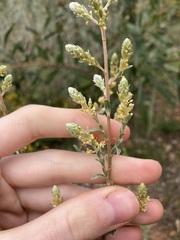 Pimelea argentea