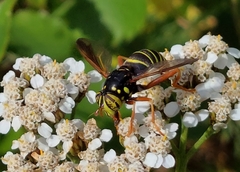 Spilomyia diophthalma
