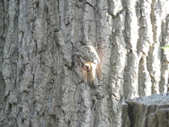 Certhia brachydactyla