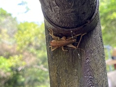 Ocellarnaca angulata