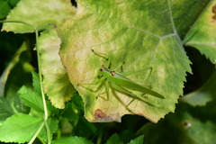 Hexacentrus unicolor