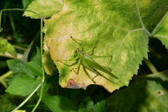 Hexacentrus unicolor