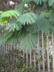Delonix regia