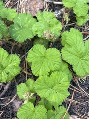 Rubus lasiococcus