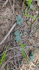 Pelargonium ternifolium