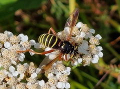 Spilomyia diophthalma
