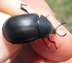 Ablattaria laevigata