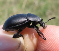 Ablattaria laevigata