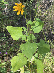 Tithonia thurberi