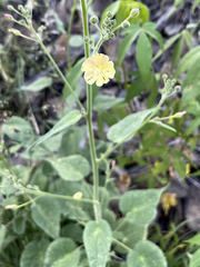 Anoda abutiloides