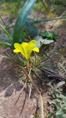 Moraea fugacissima