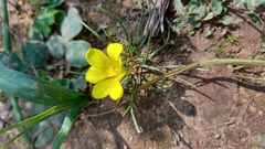 Moraea fugacissima