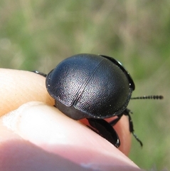 Ablattaria laevigata