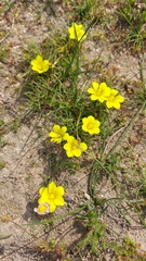 Moraea fugacissima