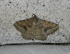 Frederickia s-signata