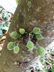 Ficus coronata