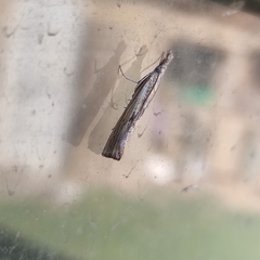 Agriphila inquinatella