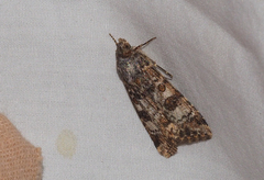 Heliothis