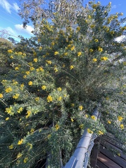 Genista linifolia