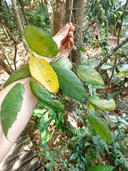 Ficus coronata