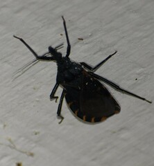 Triatoma gerstaeckeri