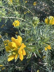 Genista linifolia