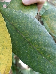Ficus coronata