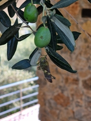 Anacridium aegyptium
