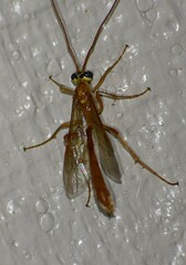 Enicospilus americanus-complex