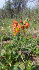 Gladiolus alatus