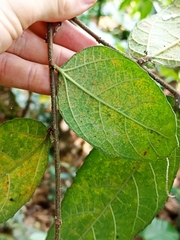 Ficus coronata