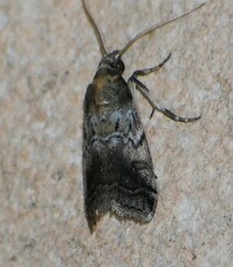 Chararica hystriculella